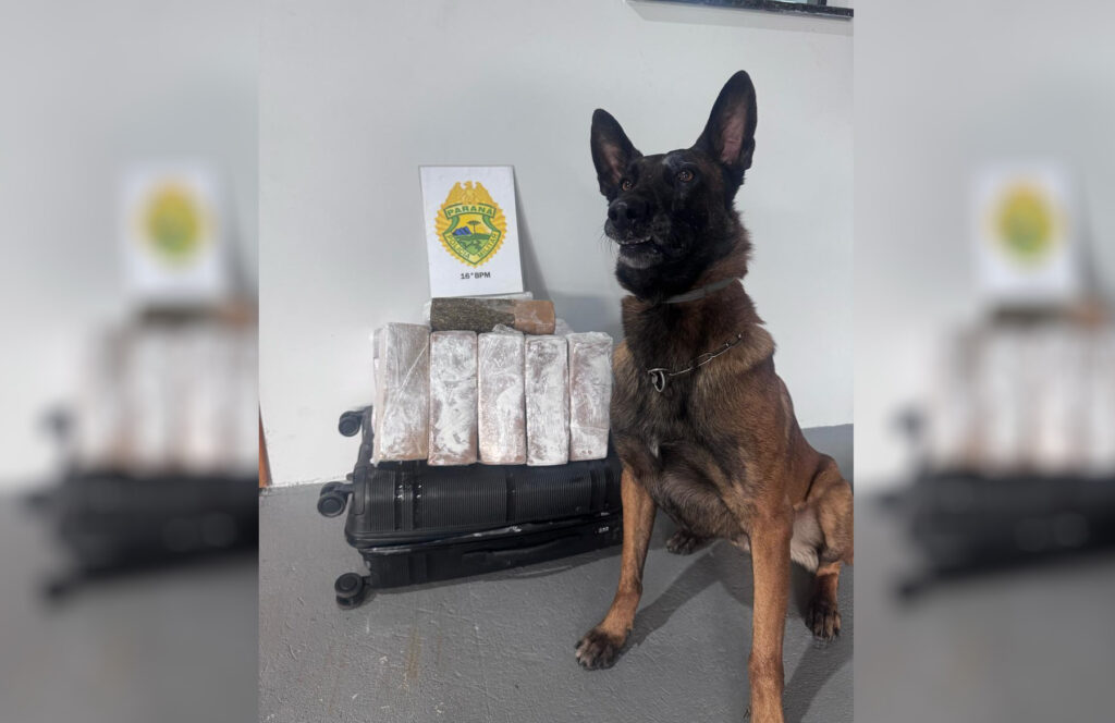 Drogas foram encontradas na mala de passageiro de ônibus abordado em Prudentópolis. Apreensão ocorreu com auxílio de cão farejador
