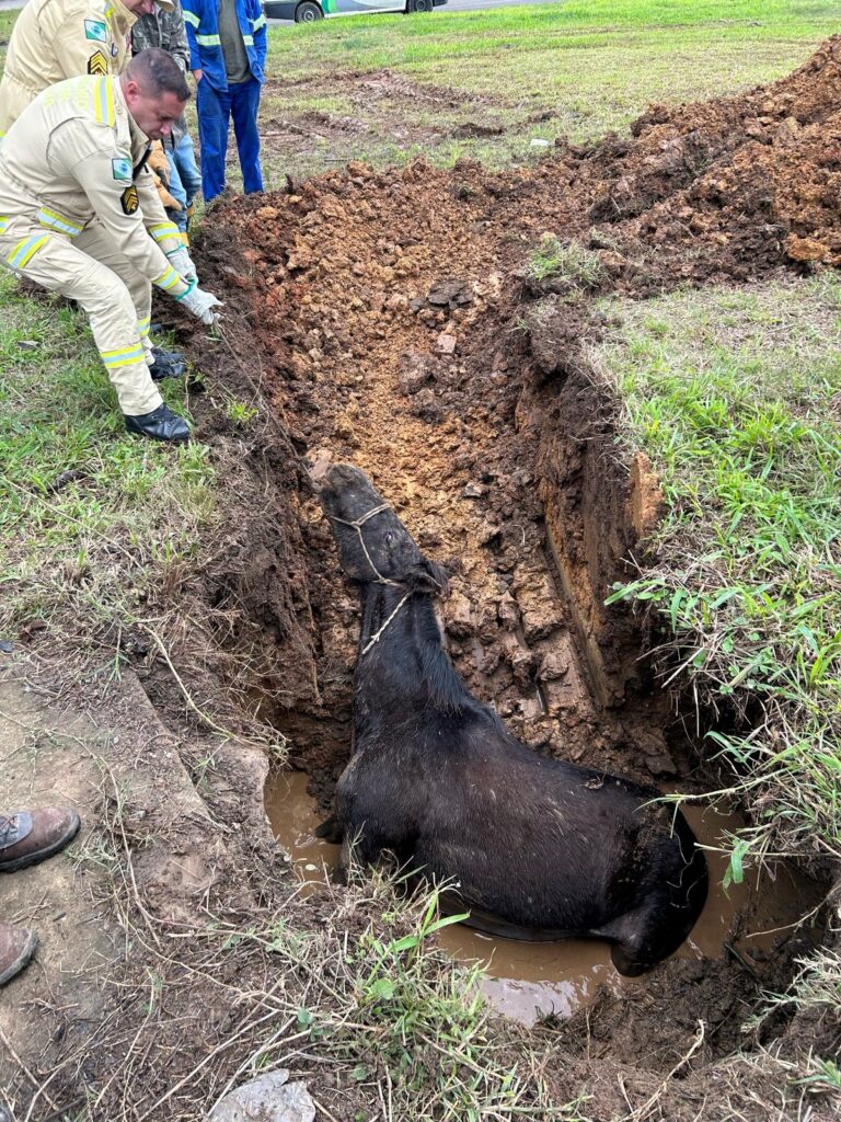 Bombeiros tiveram trabalho para retirar cavalo de buraco no bairro Cartoon, em Irati