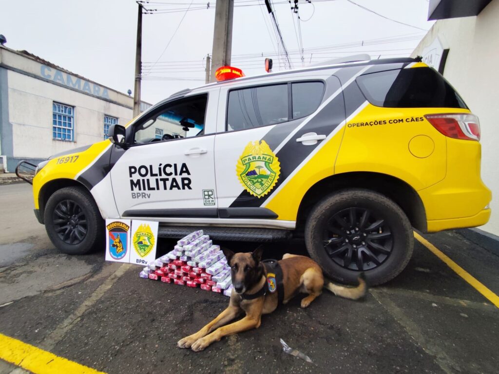 Operação da PRE contou com apoio dos cães farejadores, que permitiram a localização de quase 25 kg de maconha em ônibus que seguia para Curitiba